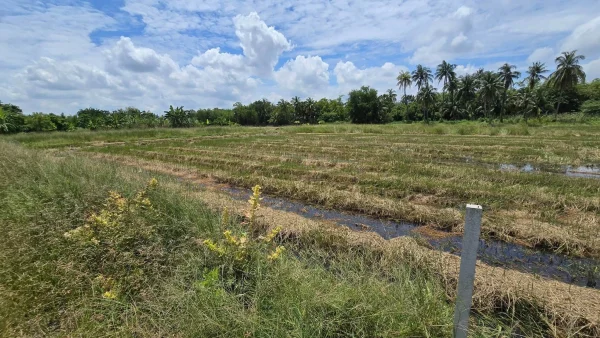 ขายด่วนที่ดิน 600 ตรว ติดถนนสาธารณะ ต.มหาสวัสดิ์ อ.พุทธมณฑล จ.นครปฐม