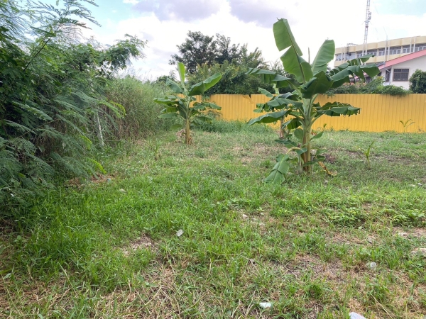 Vายด่วน ที่ดินตลิ่งชัน 119 ตร.ว ถมแล้วทั้งแปลง ติดถนนคอนกรีตสาธารณะ ซ.สวนผัก 42 ตลิ่งชัน กทม.