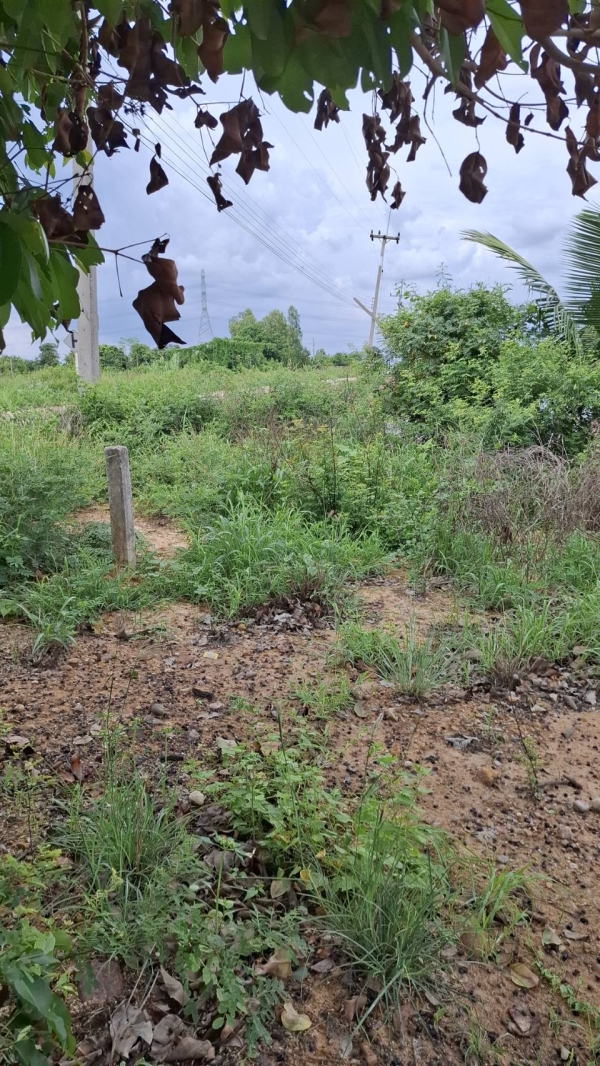 ขายที่ถมแล้ว ขายถูก ใกล้ถนนทางหลวง 3025  ท่าข้าม-สระสี่เหลี่ยม ) เนื้อที่  200  ตรว. ต.ท่าข้าม อ.พนัสนิคม จ.ชลบุรี